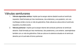 Válvulas semilunares
1. Válvula sigmoidea aórtica: impide que la sangre retorne desde la aorta al ventrículo
izquierdo. Está formada por tres membranas, dos anteriores y una posterior, con una
morfología similar a la de un nido de golondrina. Esta válvula se ubica entre el ventrículo
izquierdo y la arteria aorta.
2. Válvula pulmonar: impide que la sangre retorne del conducto pulmonar al ventrículo
derecho. Está formada por tres membranas, dos posteriores y una anterior, asemejándose
también con un nido de golondrina. Esta se ubica en la abertura situada en el ventrículo
derecho por el cual sale el tronco pulmonar.
 
