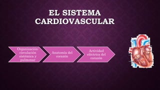 EL SISTEMA
CARDIOVASCULAR
Organización:
circulación
sistémica y
pulmonar
Anatomía del
corazón
Actividad
eléctrica del
corazón
 
