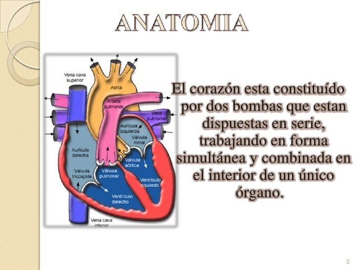 El corazon como bomba