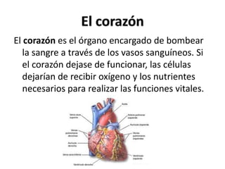 El corazón es el órgano encargado de bombear
la sangre a través de los vasos sanguíneos. Si
el corazón dejase de funcionar, las células
dejarían de recibir oxígeno y los nutrientes
necesarios para realizar las funciones vitales.
 
