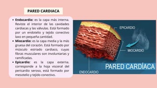 EL CORAZON Y SU CICLO CARDIACO. importante | PDF