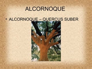 ALCORNOQUE  ,[object Object]