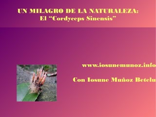 UN MILAGRO DE LA NATURALEZA:
El “Cordyceps Sinensis”
www.iosunemunoz.info
Con Iosune Muñoz Betelu
 