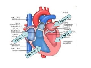A
                                       CUL
                                  U RÍ
                              A



                                          L   E
            A                          IC
          UL                     NTR
         C
    U RÍ                      VE
A



                         LE
                      IC
                   NTR
                VE
 