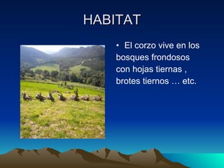 HABITAT El corzo vive en los bosques frondosos con hojas tiernas , brotes tiernos … etc. 