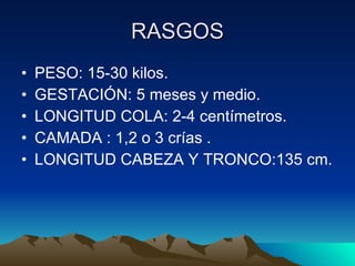 RASGOS PESO: 15-30 kilos. GESTACIÓN: 5 meses y medio. LONGITUD COLA: 2-4 centímetros. CAMADA : 1,2 o 3 crías . LONGITUD CABEZA Y TRONCO:135 cm. 