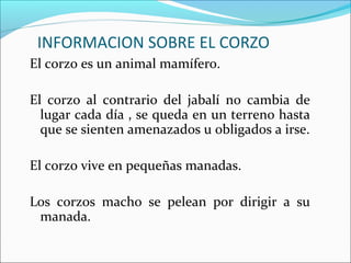 INFORMACION SOBRE EL CORZO
El corzo es un animal mamífero.
El corzo al contrario del jabalí no cambia de
lugar cada día , se queda en un terreno hasta
que se sienten amenazados u obligados a irse.
El corzo vive en pequeñas manadas.
Los corzos macho se pelean por dirigir a su
manada.
 
