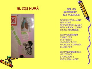 EL COS HUMÀEL COS HUMÀ PER ON
RESPIREM?
ELS PULMONS
NECESSITEM L’AIRE
PER VIURE.
RESPIREM PEL NAS I
PER LA BOCA. L’AIRE
VA ALS PULMONS.
QUAN INSPIREM
L’AIRE, LES
COSTELLES
S’APUGEN I ELS
PULMONS S’OMPLEN
D’AIRE NET.
QUAN EXPIREM LES
COSTELLES
S’ABAIXEN I
EXPULSEM L’AIRE.
 