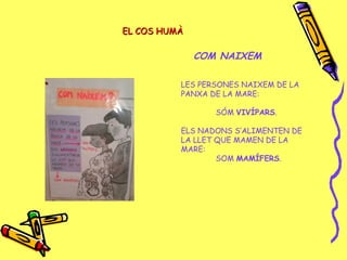 EL COS HUMÀEL COS HUMÀ
COM NAIXEM
LES PERSONES NAIXEM DE LA
PANXA DE LA MARE:
SÓM VIVÍPARS.
ELS NADONS S’ALIMENTEN DE
LA LLET QUE MAMEN DE LA
MARE:
SOM MAMÍFERS.
 