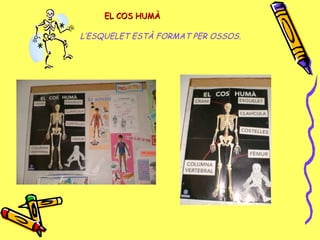 EL COS HUMÀEL COS HUMÀ
L’ESQUELET ESTÀ FORMAT PER OSSOS.
 