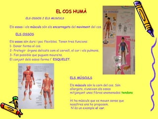 EL COS HUMÀEL COS HUMÀ
ELS OSSOS I ELS MUSCULS
Els ossos i els músculs són els encarregats del moviment del cos.
ELS OSSOS
Els ossos són durs i poc flexibles. Tenen tres funcions:
1- Donar forma al cos.
2- Protegir òrgans delicats com el cervell, el cor i els pulmons.
3- Fan possible que puguem moure’ns.
El conjunt dels ossos forma l' ESQUELET.
ELS MÚSCULS
Els músculs són la carn del cos. Són
allargats, s’uneixen als ossos
mitjançant unes fibres anomenades tendons
.
Hi ha músculs que es mouen sense que
nosaltres ens ho proposem.
N'és un exemple el cor.
 