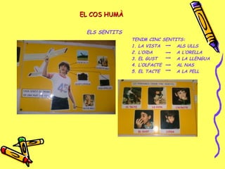 EL COS HUMÀEL COS HUMÀ
ELS SENTITS
TENIM CINC SENTITS:
1. LA VISTA ALS ULLS
2. L’OíDA A L’ORELLA
3. EL GUST A LA LLENGUA
4. L’OLFACTE AL NAS
5. EL TACTE A LA PELL
 