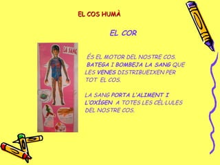 EL COS HUMÀEL COS HUMÀ
EL COR
ÉS EL MOTOR DEL NOSTRE COS.
BATEGA I BOMBEJA LA SANG QUE
LES VENES DISTRIBUEIXEN PER
TOT EL COS.
LA SANG PORTA L’ALIMENT I
L’OXÍGEN A TOTES LES CÈL·LULES
DEL NOSTRE COS.
 