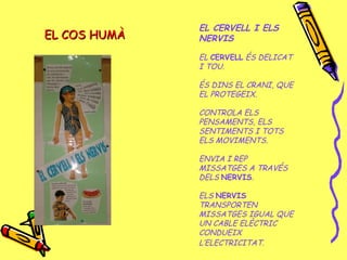 EL COS HUMÀEL COS HUMÀ
EL CERVELL I ELS
NERVIS
EL CERVELL ÉS DELICAT
I TOU.
ÉS DINS EL CRANI, QUE
EL PROTEGEIX.
CONTROLA ELS
PENSAMENTS, ELS
SENTIMENTS I TOTS
ELS MOVIMENTS.
ENVIA I REP
MISSATGES A TRAVÉS
DELS NERVIS.
ELS NERVIS
TRANSPORTEN
MISSATGES IGUAL QUE
UN CABLE ELÈCTRIC
CONDUEIX
L’ELECTRICITAT.
 