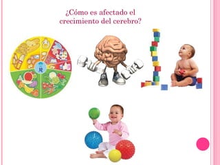 ¿Cómo es afectado el crecimiento del cerebro? 