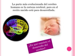 La parte más evolucionada del cerebro humano es la corteza cerebral, pero en el recién nacido está poco desarrollada.  ¿En qué consiste el desarrollo del cerebro? 