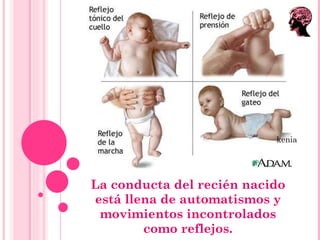 La conducta del recién nacido está llena de automatismos y movimientos incontrolados como reflejos. kenia 