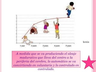 kenia A medida que se va produciendo el oleaje madurativo que lleva del centro a la periferia del cerebro, lo automático se va convirtiendo en voluntario y lo controlado en controlado. 