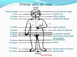 Neryeth Vega
Recién nacido
Primer año de vida
cefalo
1 mes
2 meses
3 meses
4 meses
5 meses
6 meses
7 meses
8 meses
9 meses
10 meses
11 meses
12 meses
ser subcortical: reflejo
sigue la luz
sonríe, gorjea
sostiene la cabeza
agarra objetos
gira sobre el abdomen
se sostiene sentado
prehensión palmopulgar
pinza digital
se sienta solo
gatea
de pie, paso con apoyo
camina solo
caudal
 
