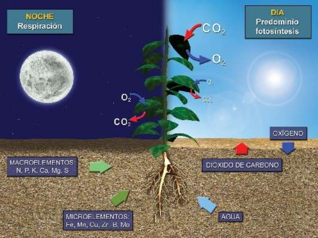 El crecimiento de una planta y los factores en su crecimiento