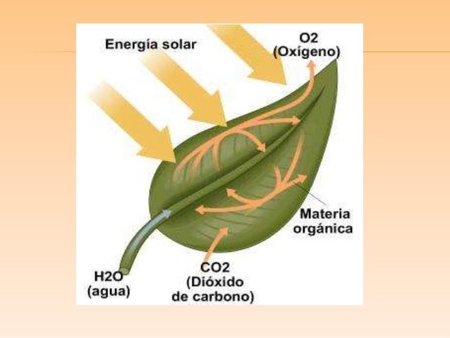 El crecimiento de una planta y los factores en su crecimiento