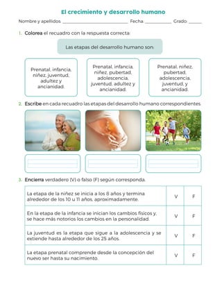 Nombre y apellidos:                 Fecha:        Grado:    
15
El crecimiento y desarrollo humano
1.	 Colorea
Colorea el recuadro con la respuesta correcta:
Las etapas del desarrollo humano son:
Prenatal, infancia,
niñez, juventud,
adultez y
ancianidad.
 
Prenatal, infancia,
niñez, pubertad,
adolescencia,
juventud, adultez y
ancianidad.
 
Prenatal, niñez,
pubertad,
adolescencia,
juventud, y
ancianidad.
2.	 Escribe
Escribe en cada recuadro las etapas del desarrollo humano correspondientes.
3.	 Encierra
Encierra verdadero (V) o falso (F) según corresponda.
La etapa de la niñez se inicia a los 8 años y termina
alrededor de los 10 u 11 años, aproximadamente.
V F
En la etapa de la infancia se inician los cambios físicos y,
se hace más notorios los cambios en la personalidad.
V F
La juventud es la etapa que sigue a la adolescencia y se
extiende hasta alrededor de los 25 años.
V F
La etapa prenatal comprende desde la concepción del
nuevo ser hasta su nacimiento.
V F
 