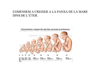 COMENSEM A CREIXER A LA PANXA DE LA MARE
DINS DE L’ÚTER.
 