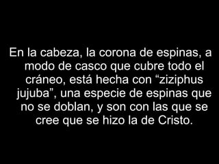 En la cabeza, la corona de espinas, a modo de casco que cubre todo el cráneo, está hecha con “ziziphus jujuba”, una especie de espinas que no se doblan, y son con las que se cree que se hizo la de Cristo. 
