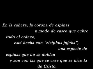 En la cabeza, la corona de espinas
                 a modo de casco que cubre
 todo el cráneo,
      está hecha con “ziziphus jujuba”,
                             una especie de
 espinas que no se doblan
    y son con las que se cree que se hizo la
                  de Cristo.
 