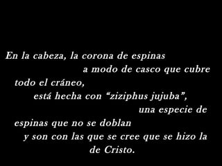 En la cabeza, la corona de espinas
                 a modo de casco que cubre
 todo el cráneo,
      está hecha con “ziziphus jujuba”,
                              una especie de
 espinas que no se doblan
    y son con las que se cree que se hizo la
                   de Cristo.
 