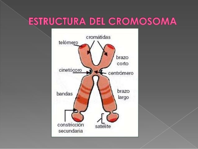 Cromosomas Concepto Estructura Tipos Y Funciones Images