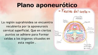Plano aponeurótico
La región suprahioidea se encuentra
recubierta por la aponeurosis
cervical superFicial. Que en ciertos
puntos se adhiere para Formar
celdas a los órganos situados en
esta región .
 
