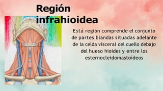Región
infrahioidea
Está región comprende el conjunto
de partes blandas situadas adelante
de la celda visceral del cuello debajo
del hueso hioides y entre los
esternocleidomastoídeos
 
