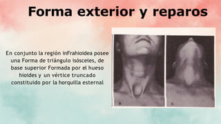 Forma exterior y reparos
En conjunto la región inFrahioidea posee
una Forma de triángulo isósceles, de
base superior Formada por el hueso
hioides y un vértice truncado
constituido por la horquilla esternal
 