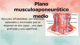 Plano
musculoaponeurótico
medio
Músculos inFrahioideos: son músculos
aplanados y encintados que se
disponen en dos capas , una capa
proFunda y una superFicial .
 