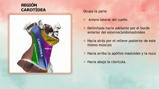 REGIÓN
CAROTÍDEA Ocupa la parte
o Antero lateral del cuello
o Delimitada hacia adelante por el borde
anterior del esternocleidomastoideo
o Hacia atrás por el relieve posterior de este
mismo músculo
o Hacia arriba la apófisis mastoides y la nuca
o Hacia abajo la clavícula.
 