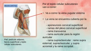 Por el tejido celular subcutáneo
van a correr:
o Va a correr la vena yugular externa
o La vena se encuentra cubierta por la
:
- aponeurosis cervical superficial
- ramas del plexo cervical superficial
- rama transversa
- rama auricular para la región
auricular
- rama supraclavicular : ramo supra
esternal, supraclavicular, y supra
acromial y la rama occipital.
Piel: pedículo adiposo,
fascia superficial y tejido
celular subcutáneo.
 
