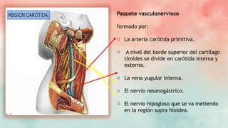 Paquete vasculonervioso
formado por:
o La arteria carótida primitiva.
o A nivel del borde superior del cartílago
tiroides se divide en carótida interna y
externa.
o La vena yugular interna.
o El nervio neumogástrico.
o El nervio hipogloso que se va metiendo
en la región supra hioidea.
 