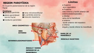 Límites
REGION PAROTÍDEA
Es la parte posterolateral de la región
Facial
Contiene
● glándula parótida
● plexo parotídeoel
nervio Facial
● Conducto parotideo
● vena retromandibular
● A.carótida externa
● músculo masetero
ARCO CIGOMÁTICO
OIDO
EXTERNO
ÁNGULO Y BORDE
INFERIOR DE LA
MANDIBULA
RAMA DE LA
MANDÍBULA
MÚSCULO MASETERO
ESTERNOCLEIDOMASTOIDEO
● Superior
arco cigomático
● Posterior
oído externo y borde anterior del
esternocleidomastoideo
● Medial
rama de la mandíbula
● anterior
borde anterior del masetero
● Inferior
ángulo y borde inferior la mandíbula
 