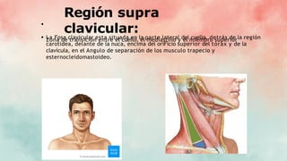 Región supra
clavicular:
Zona de transición entre el cuello, el mediastino y el miembro superior
La Fosa clavicular esta situada en la parte lateral del cuello, detrás de la región
carotidea, delante de la nuca, encima del oriFicio superior del tórax y de la
clavícula, en el Angulo de separación de los musculo trapecio y
esternocleidomastoideo.
 