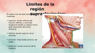 Limites de la
región
supraclavicular:
El cuello visto de lado tiene Forma
cuadrada.
Superior: borde inFerior del
maxilar inFerior, y una línea
imaginaria desde su ángulo hasta
apoF. Mastoides del hueso
temporal
InFerior: borde superior de la
clavícula.
Anterior: línea media anterior del
cuello.
Posterior: borde anterior del M.
trapecio.
 