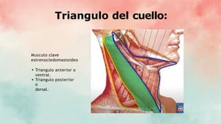 Triangulo del cuello:
Musculo clave
estrenocledomastoideo
Triangulo anterior o
ventral.
Triangulo posteríor
o
dorsal.
 