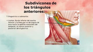 Subdivicones de
los triángulos
anteriores:
T
. Disgastrico o submaxilar.
Limites: Borde inFerior del maxilar
inFerior y la línea que va del ángulo de
esta hasta la apóFisis mastoides del
temporal, el vientre anterior y
posterior del di gástrico
 