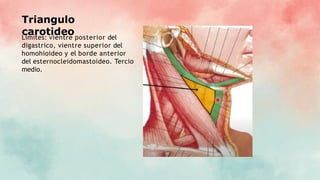 Triangulo
carotideo
Limites: vientre posterior del
digastrico, vientre superior del
homohioideo y el borde anterior
del esternocleidomastoideo. Tercio
medio.
 