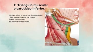 T. Triangulo muscular
o carotideo inferior.
Limites: vientre superior de omohiodeo
,línea media anterior del cuello,
borde anterior del
esternocleidomastoideo
 
