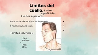Límites del
cuello. Límites
superFiciales
Límites superiores:
Por el borde inFerior. Por el borde posterior.
Y, Finalmente, hacia atrás.
Límites inFeriores:
Hacia
adelante.
Hacia
atrás.
 