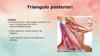 Triangulo posterior:
Limites:
El limite anterior : del triangulo posterior, va
hacer el borde posterior del m.
esternocleidomastoideo.
Limite posterior: borde anterior del
trapecio.
Limite inFerior: tercio intermedio de la
clavícula.
 