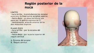 Región posterior de la
nuca
LÍMITES
—hacia arriba : la protuberancias occipital
externa y la línea curva occipital superior.
—hacia abajo : un plano horizontal que
pasa por la apófisis espinosa de C7,
—lateralmente :el borde anterior de los
dos músculos trapicios
PLANO ÓSEO
—hacia arriba : por la escama del
occipital
—hacia abajo : por la parte superior del
raquis cervical
A. Escama del occipital
B. Raquis cervical .
 