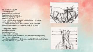 PLANO MUSCULAR
—Primer plano :
Recto posterior menor
Recto posterior mayor
Oblicuo menor o superior
Oblico o mayor
—Inervación : por el nervio suboccipital , primera
rama porterior cervical
—Acción : extensores de la cabeza, son también
ligamentos rotadores de la cara hacia su lado.
-- Segundo plano :
Complexo menor
Complexo mayor
Cervical transverso
—Inervación : por los ramos posteriores del segundo y
tercer nervio cervical
—Acción : extensores de la cabeza, también la inclina hacia
un lado del que se contrae
 