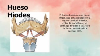 Hueso
Hiodes El hueso hioides es un hueso
impar, que está ubicado en la
región cervical anterior,
entre la mandíbula y el
cartílago tiroides a la altura
de la tercera vértebra
cervical (C3).
 